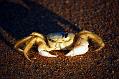 Ghost Crab